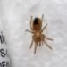 ¡Paquete sorpresa! Cría de tarántula mexicana viajaba entre envíos de paquetería