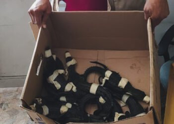 Hallan 10 cocodrilos y 27 tortugas en un autobús de pasajeros; investigan tráfico ilegal