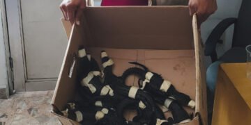 Hallan 10 cocodrilos y 27 tortugas en un autobús de pasajeros; investigan tráfico ilegal