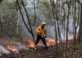 Reportan incendio forestal afecta 16 hectáreas en Solidaridad; Conafor despliega a 11 combatientes