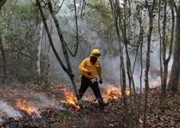 Reportan incendio forestal afecta 16 hectáreas en Solidaridad; Conafor despliega a 11 combatientes