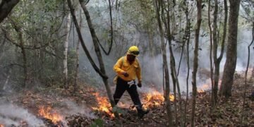 Reportan incendio forestal afecta 16 hectáreas en Solidaridad; Conafor despliega a 11 combatientes