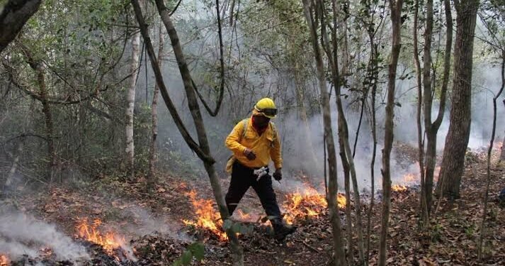 Reportan incendio forestal afecta 16 hectáreas en Solidaridad; Conafor despliega a 11 combatientes