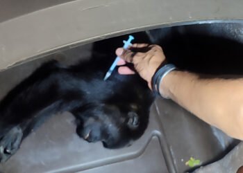 Este rescate preocupó a los especialistas; mono saraguato pesaba apenas cuatro kilos