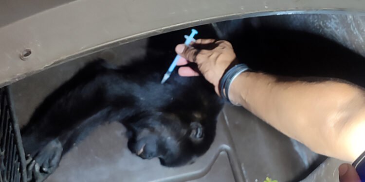 Este rescate preocupó a los especialistas; mono saraguato pesaba apenas cuatro kilos