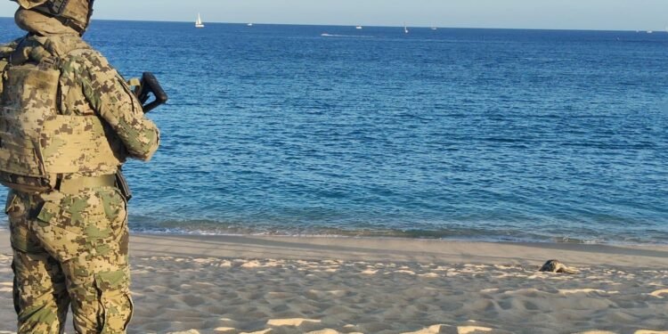 ¡A salvo! Ponen bajo resguardo 10 mil huevos de tortuga golfina en Los Cabos