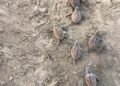Conservación da un paso clave: documentan nacimiento de 88 tortugas caguama