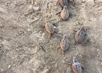Conservación da un paso clave: documentan nacimiento de 88 tortugas caguama