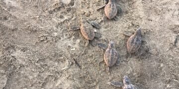 Conservación da un paso clave: documentan nacimiento de 88 tortugas caguama
