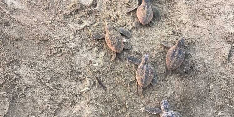 Conservación da un paso clave: documentan nacimiento de 88 tortugas caguama