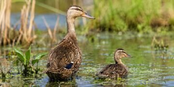¿Qué esconde el ADN del pato mexicano? Científicos secuencian por primera vez su genoma