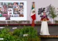 Miles de árboles volverán al sur de Quintana Roo; así será la gran jornada de reforestación nacional