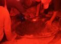 ¡Atrapada entre las rocas! Así rescataron a una tortuga verde en Cozumel