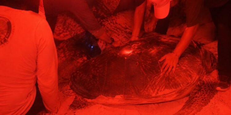 ¡Atrapada entre las rocas! Así rescataron a una tortuga verde en Cozumel