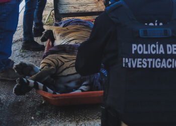 ¿Querían quitarle las garras? Así encontraron a un tigre de Bengala víctima de maltrato