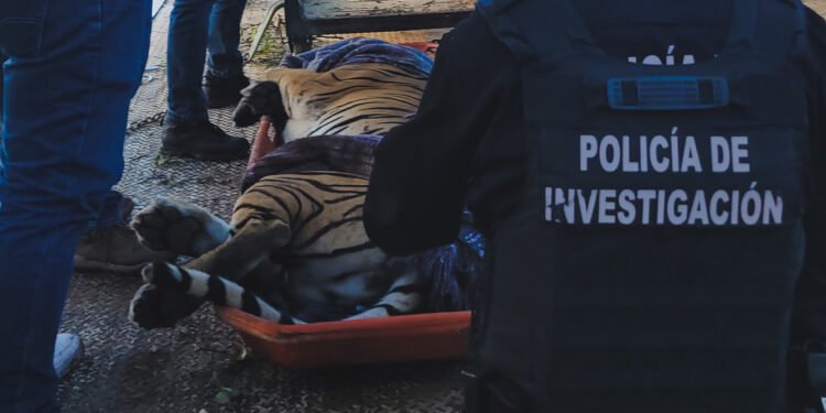 ¿Querían quitarle las garras? Así encontraron a un tigre de Bengala víctima de maltrato