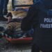 ¿Querían quitarle las garras? Así encontraron a un tigre de Bengala víctima de maltrato