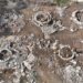 ¿Qué hacían los mayas cerca de Progreso hace más de 2 mil años? Este hallazgo da pistas