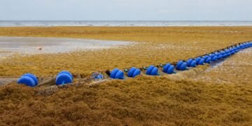 Sargazo amenaza con seguir creciendo: UNAM alerta por impacto turístico y ambiental