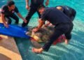 Tortuga de 220 kilos aparece en piscina de hotel en Tulum; bomberos ayudan a rescatarla