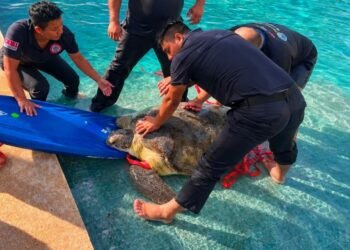 Tortuga de 220 kilos aparece en piscina de hotel en Tulum; bomberos ayudan a rescatarla
