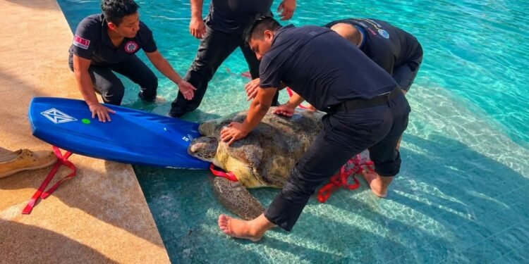 Tortuga de 220 kilos aparece en piscina de hotel en Tulum; bomberos ayudan a rescatarla