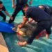 Tortuga de 220 kilos aparece en piscina de hotel en Tulum; bomberos ayudan a rescatarla