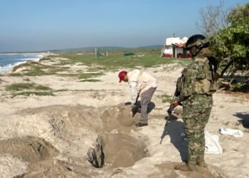 Hallan 9,500 huevos de tortuga abandonados entre las dunas de Playa Morro Ayuta