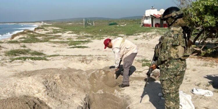 Hallan 9,500 huevos de tortuga abandonados entre las dunas de Playa Morro Ayuta