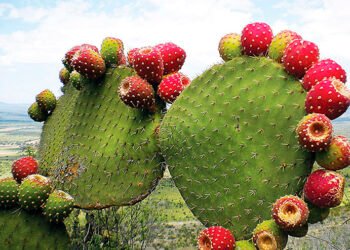 ¡A comer tuna! México cosecha más y el Estado de México se corona como líder