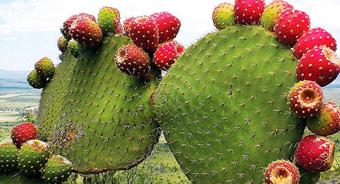¡A comer tuna! México cosecha más y el Estado de México se corona como líder