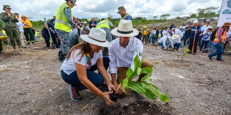¡Quintana Roo se pinta de verde! Siembran más de 12 mil árboles en jornada de reforestación