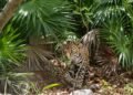 ¡Captan a un jaguar en Mahahual! Esto es lo que revela su presencia