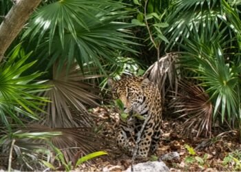 ¡Captan a un jaguar en Mahahual! Esto es lo que revela su presencia