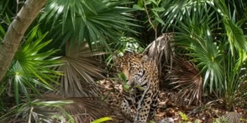 ¡Captan a un jaguar en Mahahual! Esto es lo que revela su presencia