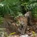 ¡Captan a un jaguar en Mahahual! Esto es lo que revela su presencia