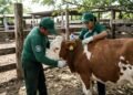 Plaga de gusano barrenador en México: Quintana Roo acumula 1,300 casos y refuerza controles