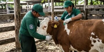 Plaga de gusano barrenador en México: Quintana Roo acumula 1,300 casos y refuerza controles