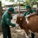 Plaga de gusano barrenador en México: Quintana Roo acumula 1,300 casos y refuerza controles