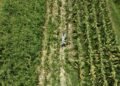 Campo de Quintana Roo acelera su crecimiento y avanza casi 27% en primer trimestre