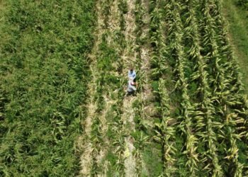 Campo de Quintana Roo acelera su crecimiento y avanza casi 27% en primer trimestre