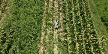 Campo de Quintana Roo acelera su crecimiento y avanza casi 27% en primer trimestre