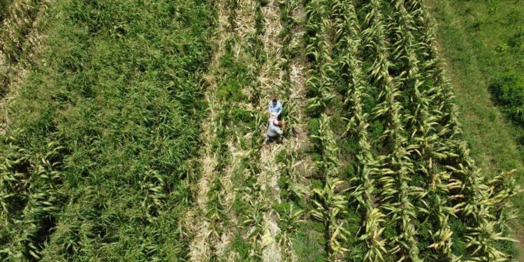 Campo de Quintana Roo acelera su crecimiento y avanza casi 27% en primer trimestre