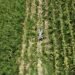 Campo de Quintana Roo acelera su crecimiento y avanza casi 27% en primer trimestre