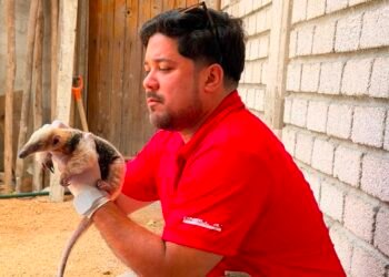 ¡Estaba solo y su mamá no apareció! Rescatan a cría de oso hormiguero de apenas dos meses
