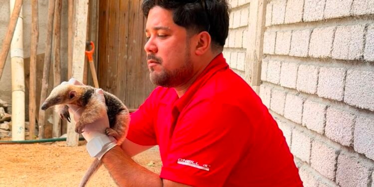 ¡Estaba solo y su mamá no apareció! Rescatan a cría de oso hormiguero de apenas dos meses