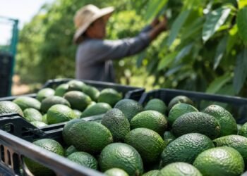 Golpe al aguacate mexicano; suspenden nuevos embarques a EU tras alerta de seguridad en Michoacán