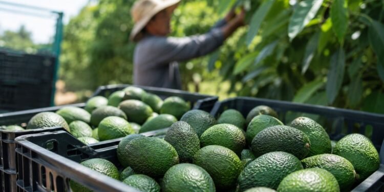 Golpe al aguacate mexicano; suspenden nuevos embarques a EU tras alerta de seguridad en Michoacán