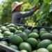 Golpe al aguacate mexicano; suspenden nuevos embarques a EU tras alerta de seguridad en Michoacán