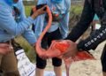 Conservación toma vuelo en la Península; 147 flamencos entran a monitoreo